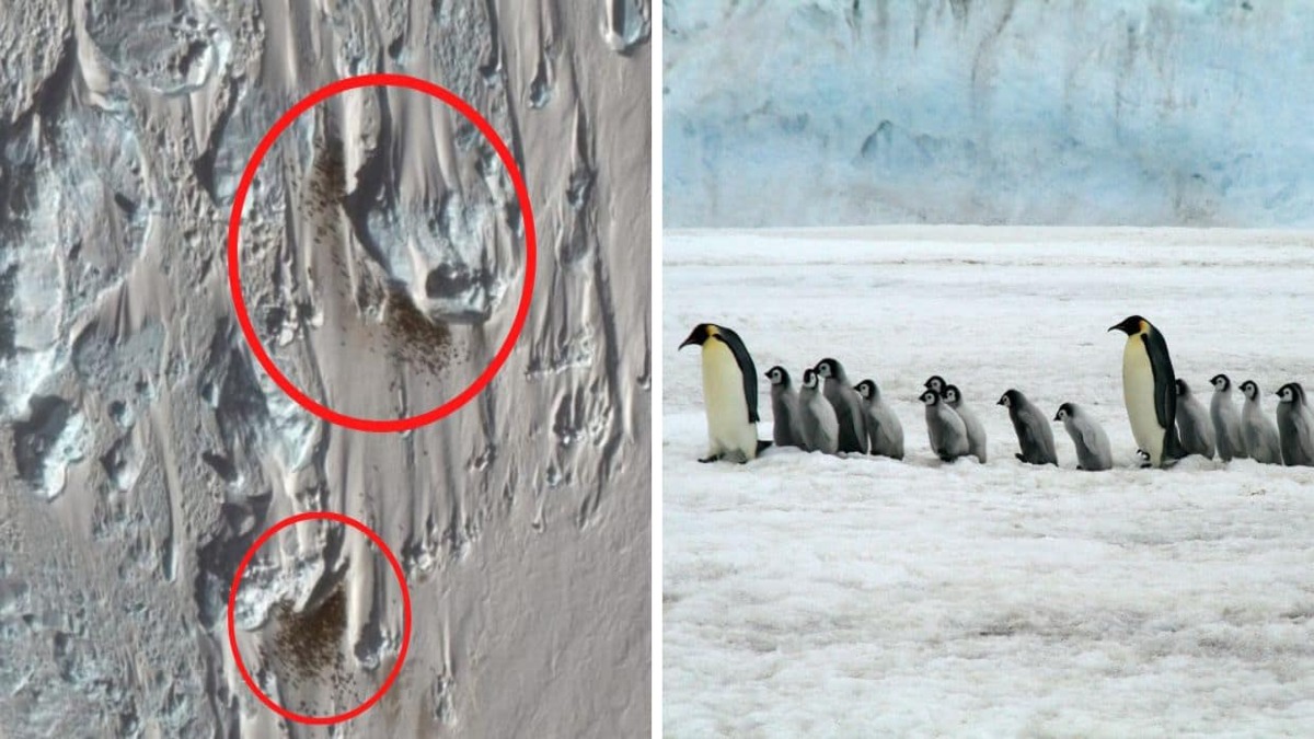 Immagini satellitari rivelano una nuova colonia di pinguini in Antartide