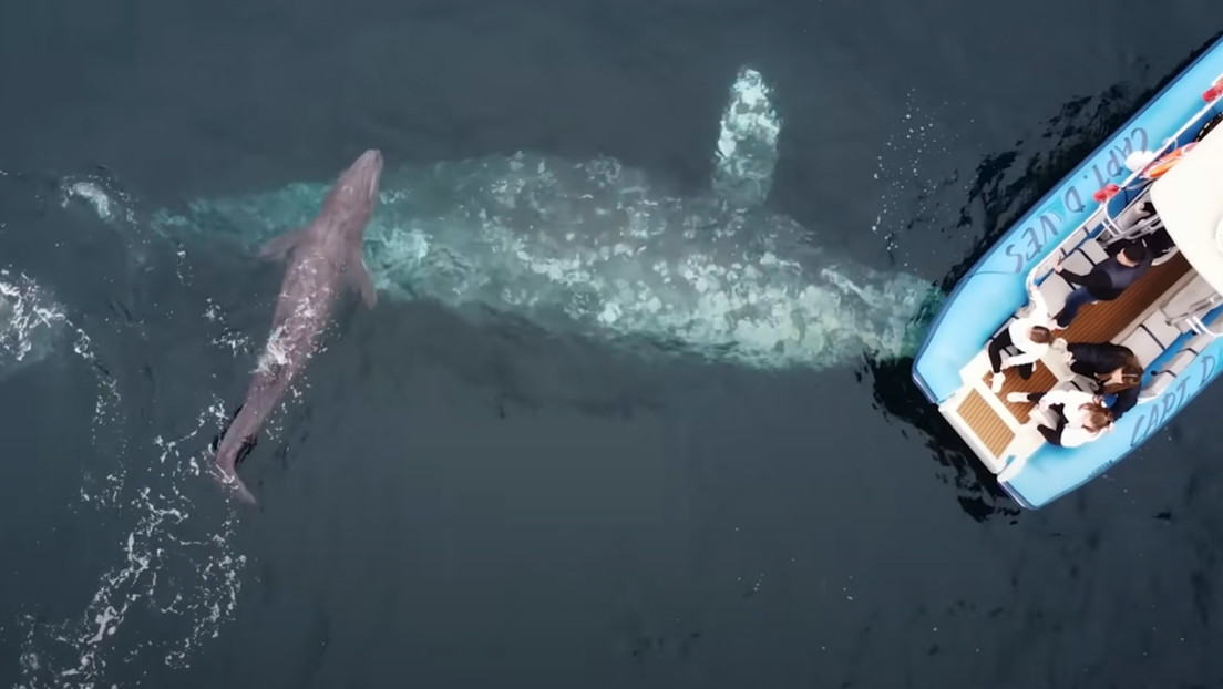 Una balena grigia partorisce a pochi metri da una barca di turisti. Il video