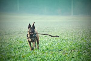 belga malinois