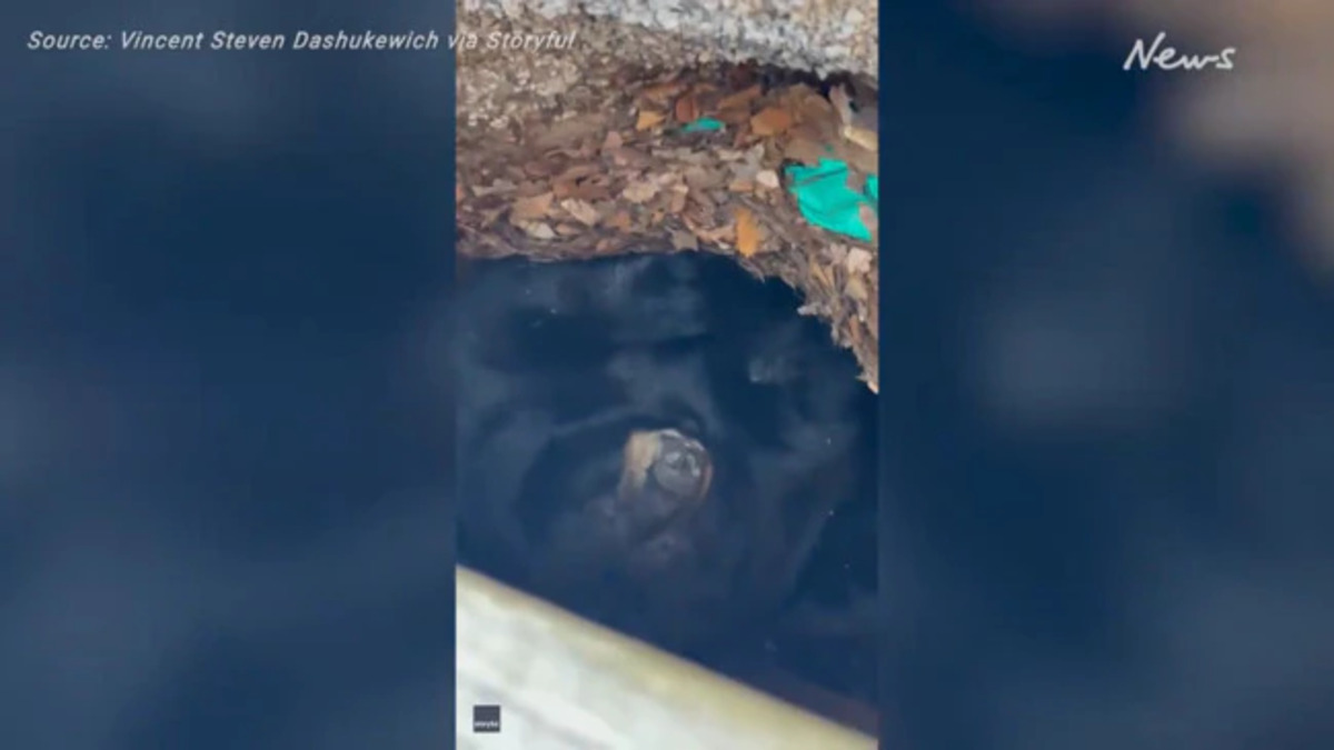 Colorado: famiglia trova qualcosa di incredibile nascosto sotto il portico della loro casa. VIDEO