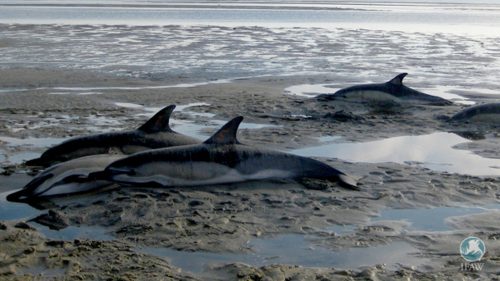 Scoperte le tracce del Morbo di Alzheimer nei delfini spiaggiati