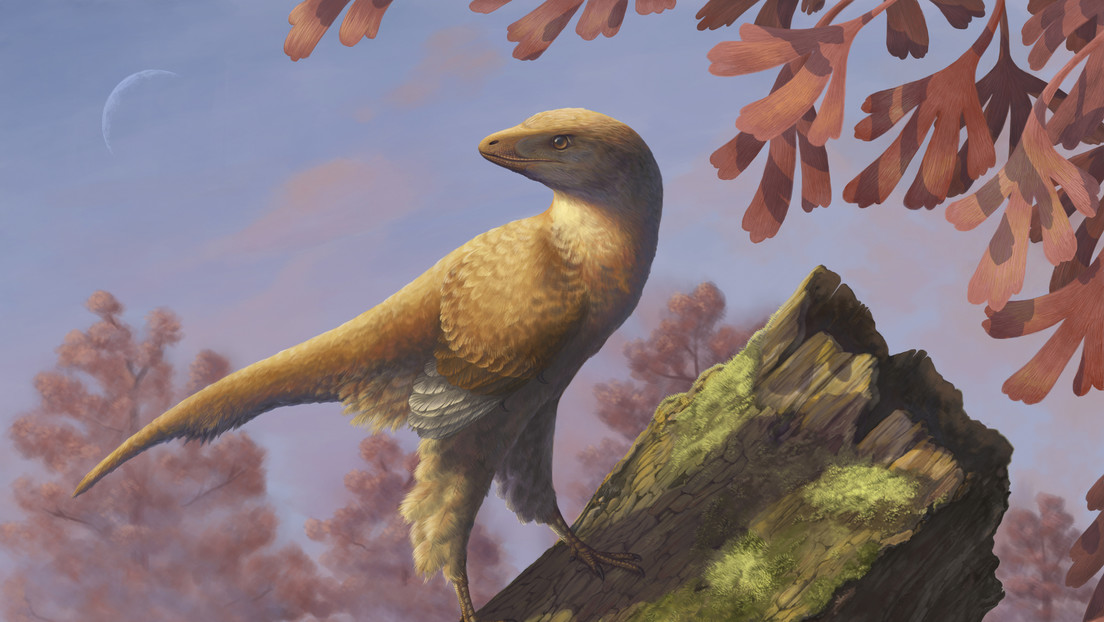 Cina: scoperto strano fossile con teschio di dinosauro e scheletro di uccello