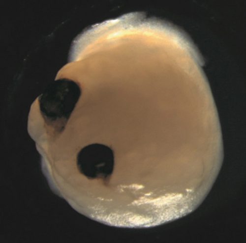 Occhi ‘embrionali’ si sviluppano su ‘mini cervelli’ di cellule staminali