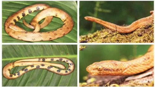 Nuova specie di serpente scoperta in Ecuador