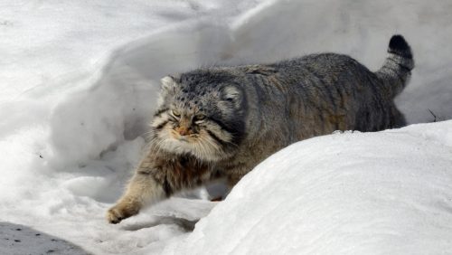 Due gatti vivono sull’Everest, gli esperti: ‘Scoperta clamorosa’