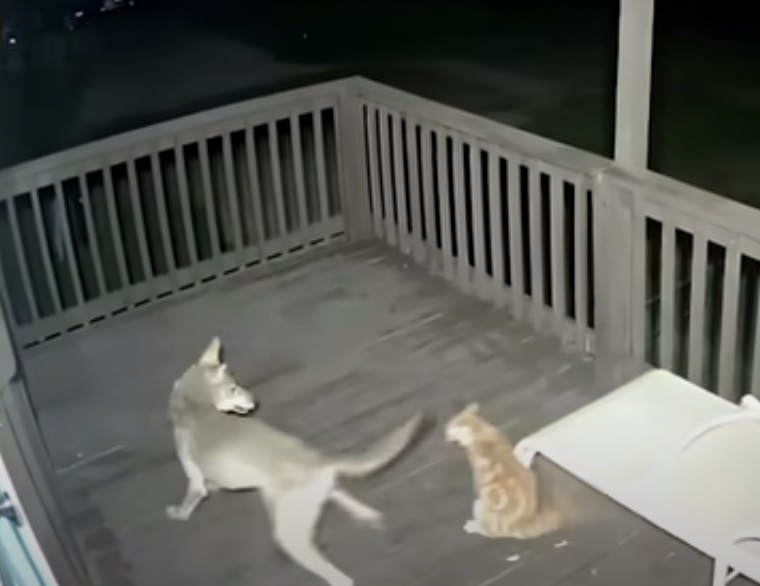 Un gatto affronta un coyote: lo scontro ripreso da un telecamera di sicurezza