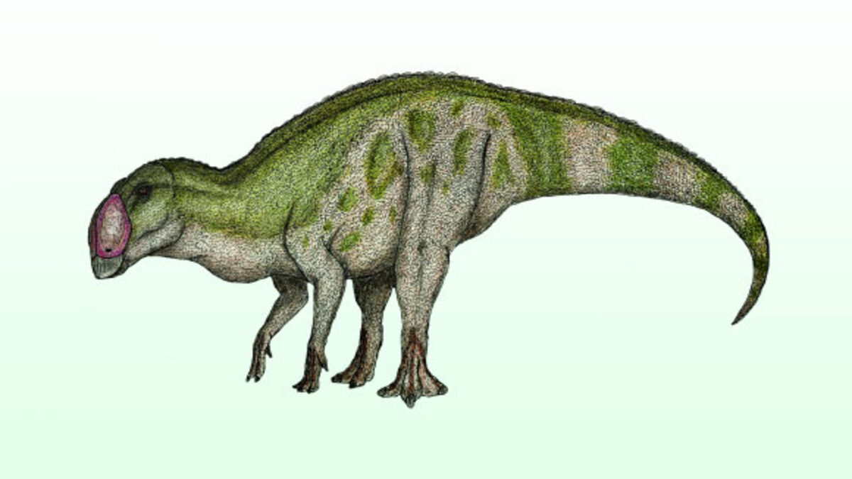 USA: scoperti resti di nuova specie di dinosauro dal becco d’anatra