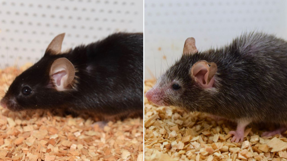 Gli scienziati riescono a invertire l’invecchiamento nei topi