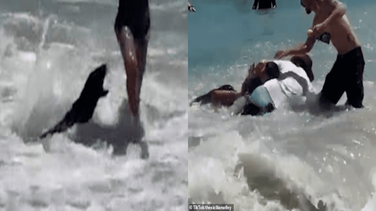 SudAfrica: foche impazzite attaccano i bagnanti dopo aver ingerito pesce avvelenato.VIDEO