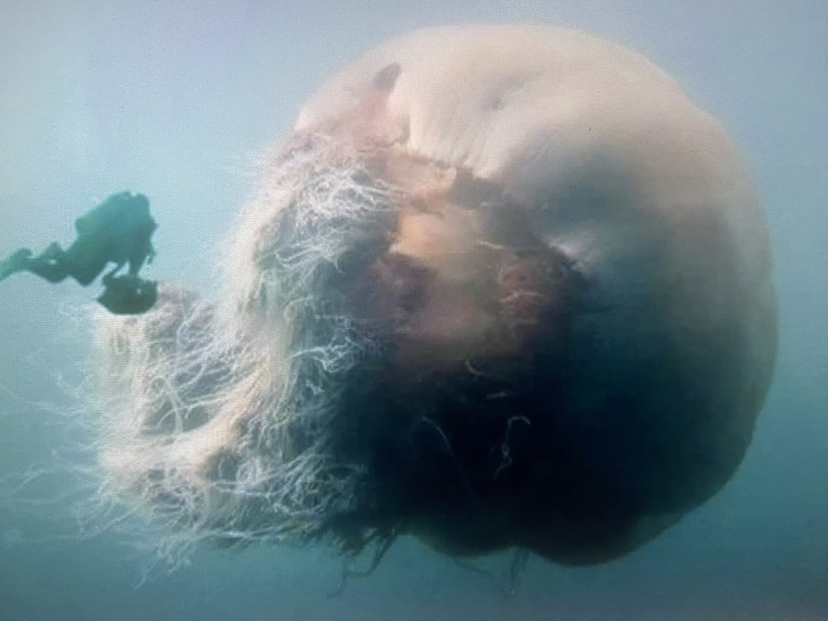 Ecco le due meduse giganti più inquietanti al mondo, una è più lunga di una balena