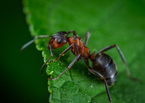 New York: biologi scoprono una nuova specie di formiche, sconosciuta fino ad oggi