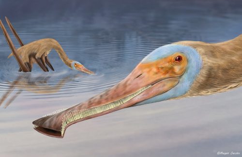 Scoperta nuove specie di pterosauro con centinaia di minuscoli denti uncinati