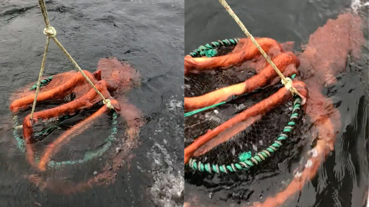 Canada: va a pesca di gamberi ma tira su un polpo gigantesco. VIDEO