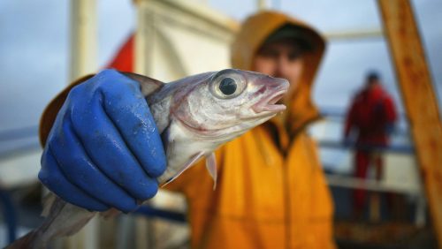USA: mangiare pesce d’acqua dolce equivale a bere un mese di acqua contaminata