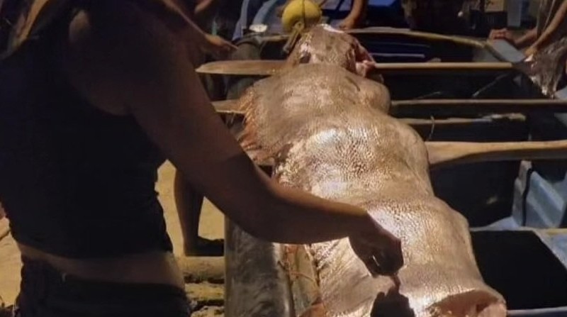 Ecuador: scoperto enorme regaleco. il pesce che preannuncerebbe terremoti e tsunami