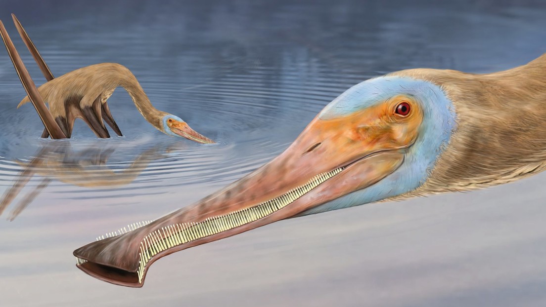 pterosauro-1.jpg