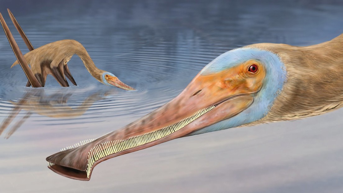 Scoperto fossile di pterosauro con un dettaglio mai visto prima