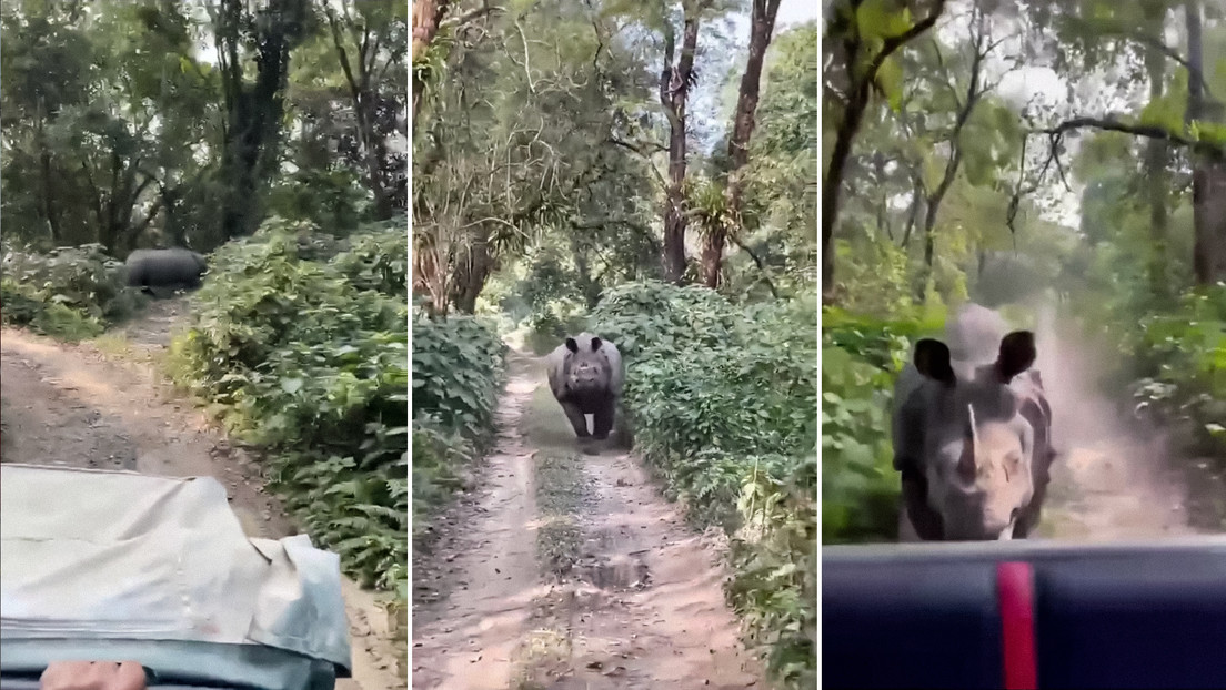 Rinoceronte insegue i turisti: attimi di terrore in India. Il video