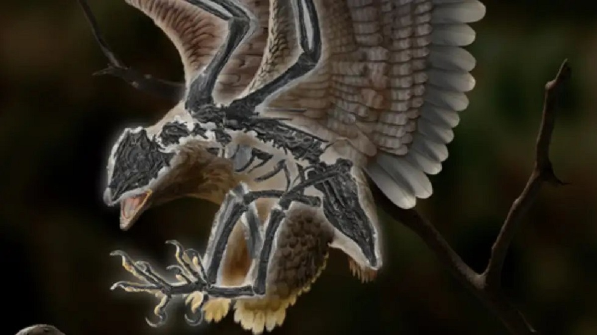 Scoperto un uccello con una testa simile al T. Rex che lascia perplessi gli scienziati
