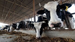 La Cina clona “super-mucche” da latte altamente produttive