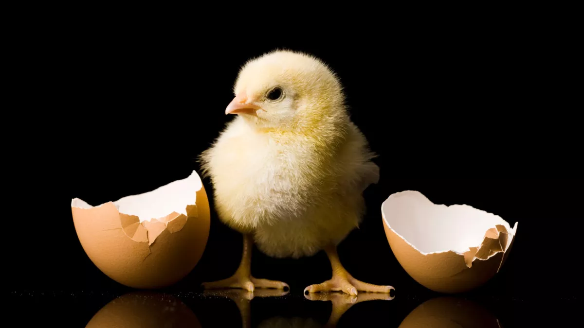 Chi è nato prima? L’uovo o la gallina?