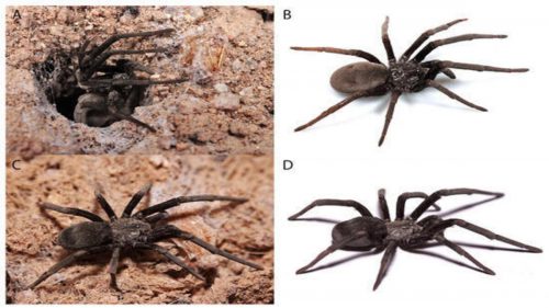 Israele: scoperte sette nuove specie di ragni a imbuto