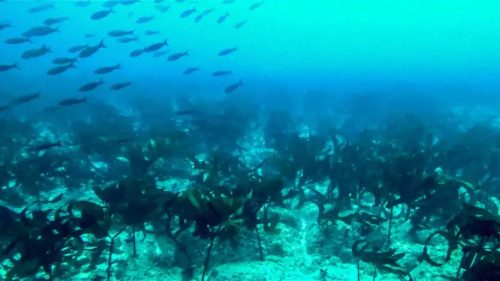 Nuova foresta di Kelp scoperta alle Galapagos