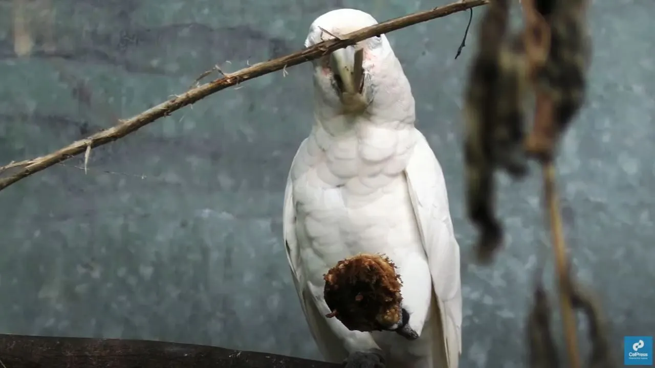 Uccelli-cacatua-usano-set-di-strumenti-vari-per-aprire-frutti-dal-guscio-duro-1-1.png