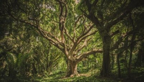 Stati Uniti: nelle foreste ci sono alberi geneticamente modificati che diminuiranno la crisi climatica