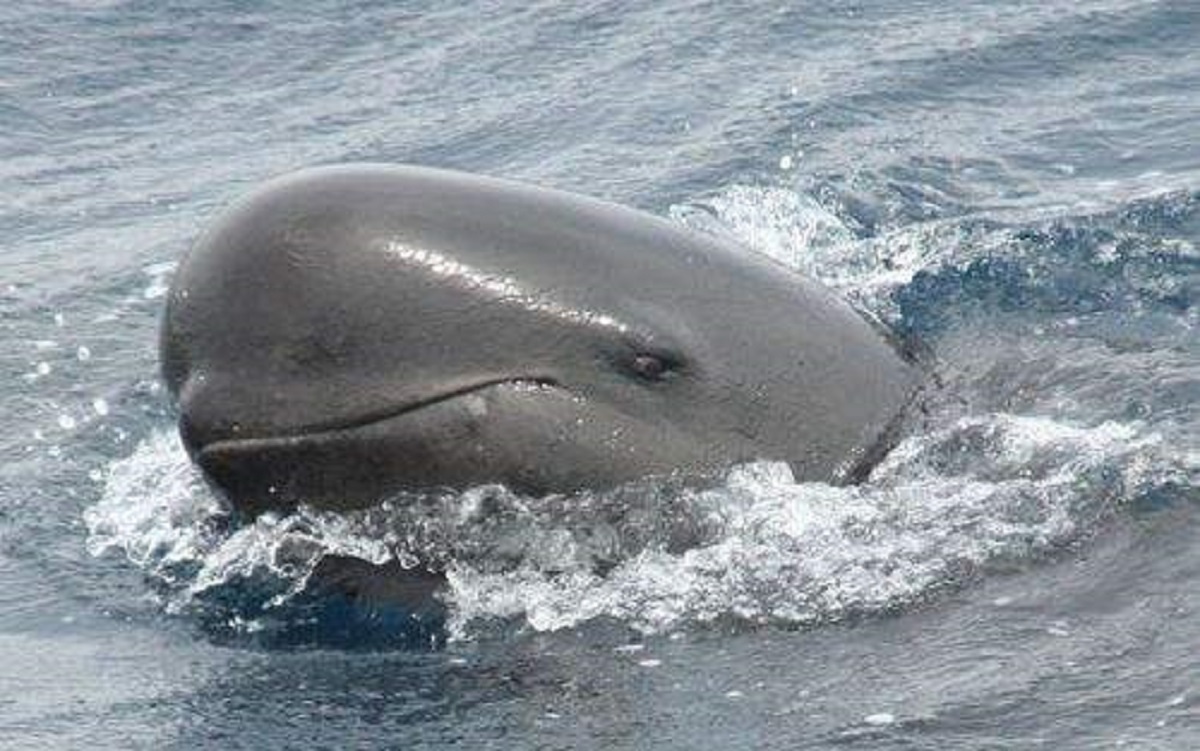 Per la prima volta un’orca si prende cura di un cucciolo di balena pilota, si tratta di adozione o rapina?
