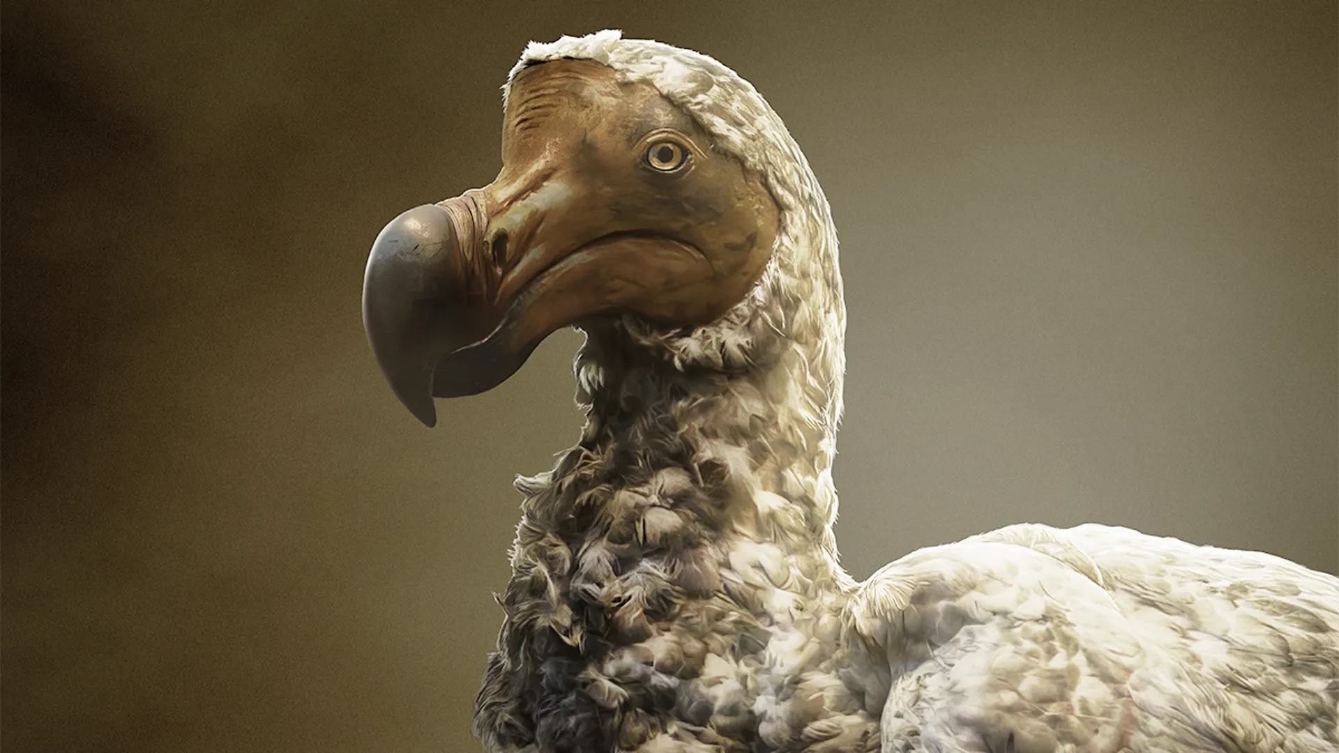 Así es como los humanos devolverán la vida al dodo después de causar su extinción