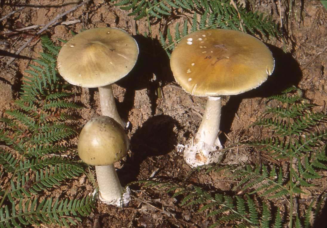Uno dei funghi più mortali sta modificando il modo di riprodursi