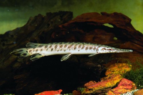 Gar maculati: pesci primitivi e risalenti a 100 milioni di anni fa