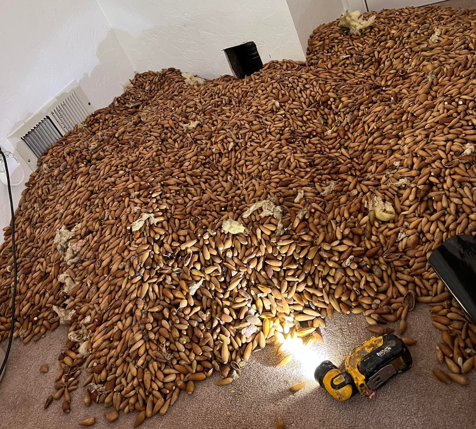 Trovano trecento chili di ghiande in un muro della casa: era la gigantesca scorta di un picchio