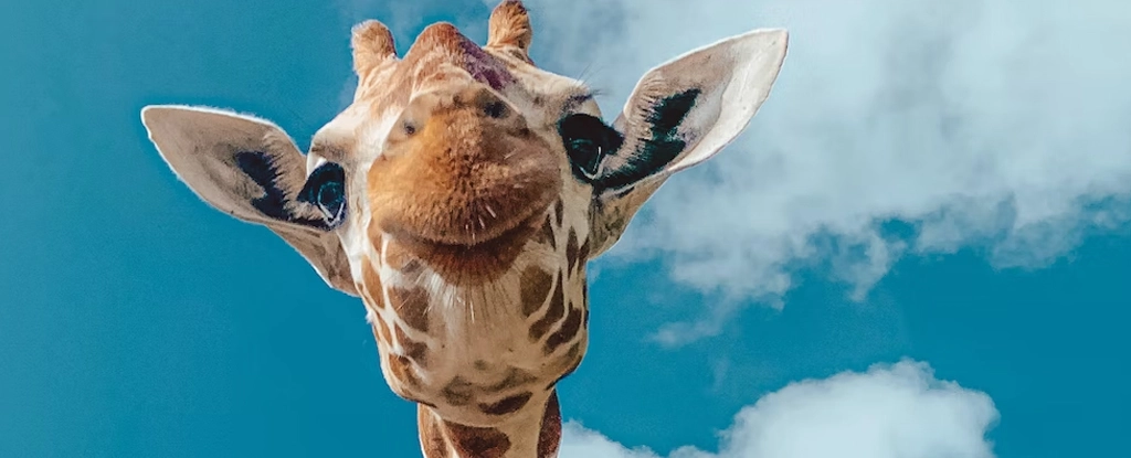 Una strana abitudine sessuale delle giraffe ha sorpreso gli esperti