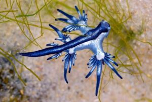 glaucus atlanticus
