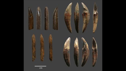 La caccia con arco e frecce arrivò in Europa 54.000 anni fa
