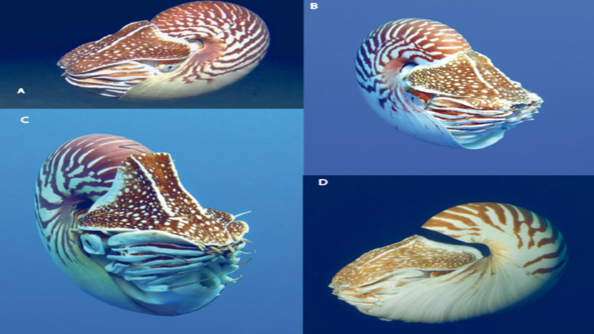 Biologi marini identificano tre nuove specie di Nautilus