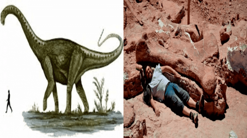 Argentina: identificata nuova specie di titanosauro