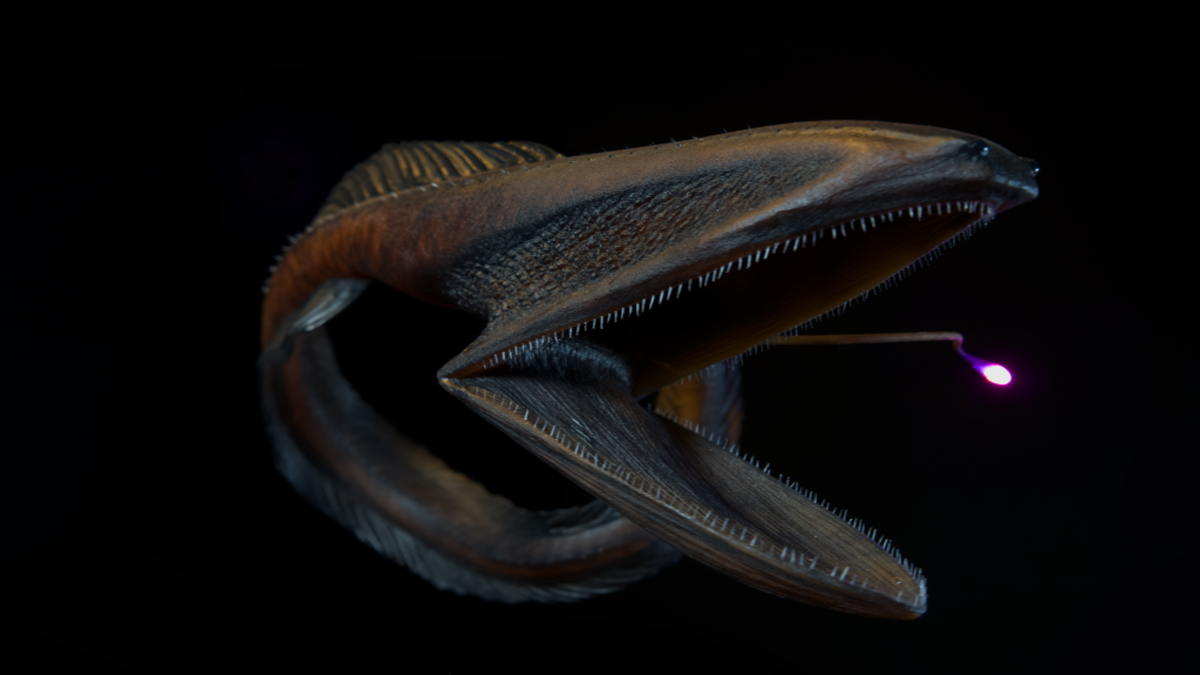 pelikanal20_srcset-large-1-1.png