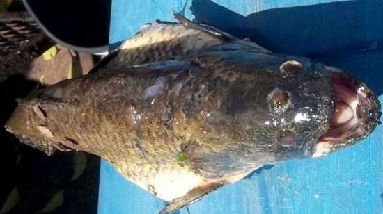 Un pesce con tre occhi è stato scoperto in un bacino di una centrale nucleare