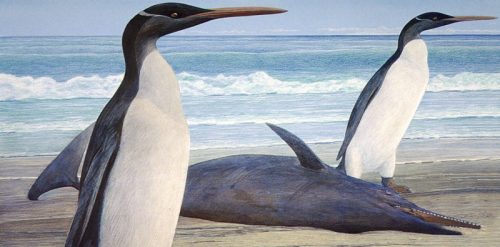 Scoperti fossili di un gigantesco pinguino: ‘pesava 154 chili’