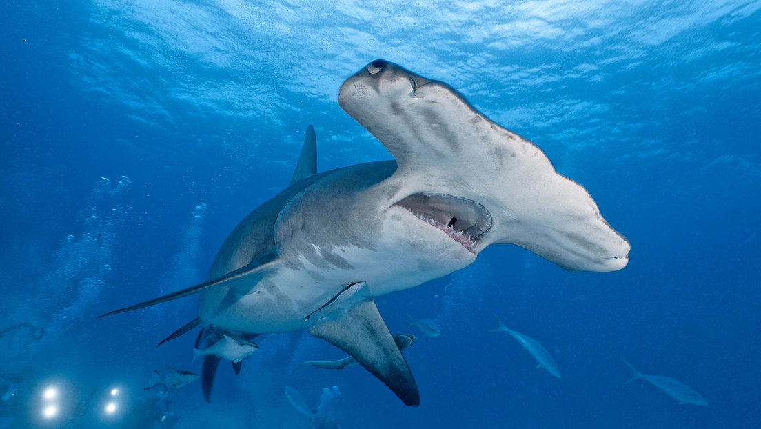 Un cane si getta in acqua e insegue uno squalo martello di quattro metri. Il video