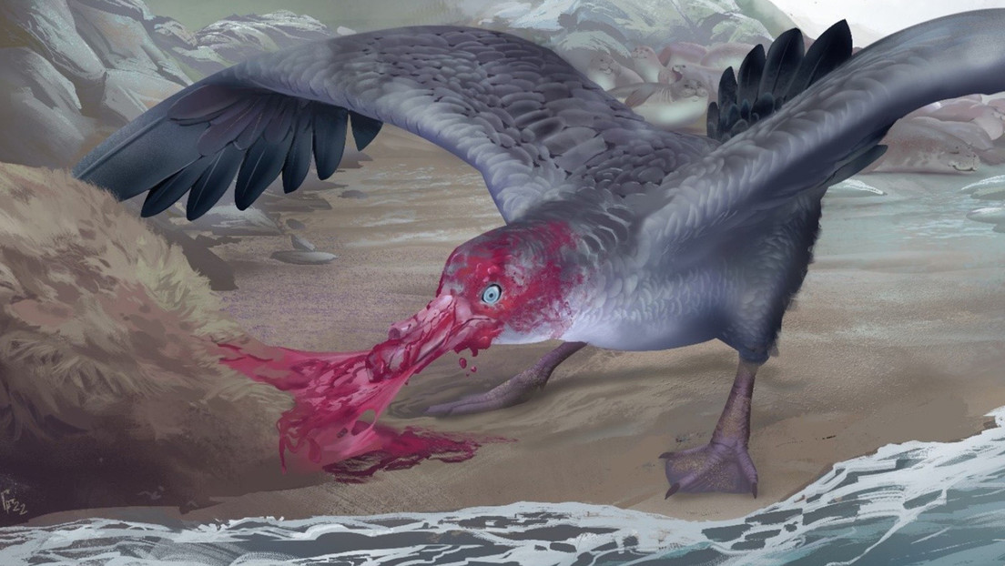 Scoperti i resti di un uccello gigante. Divorava le foche 3 milioni di anni fa