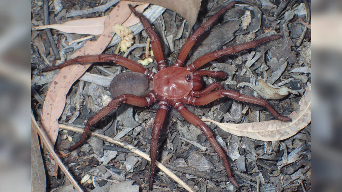Australia: individuata una nuova specie di ragno gigante
