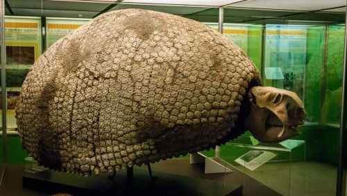 Un armadillo gigante risalente a 5 milioni di anni fa scoperto in Argentina