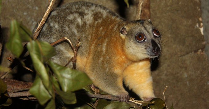 Papua Nuova Guinea: turista scopre ben 3 specie di animali credute estinte