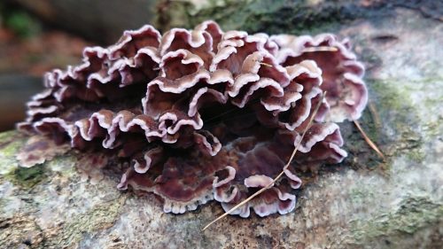 Chondrostereum purpureum-fungo killer