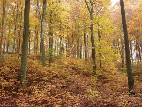 L’affascinante teoria della “rete forestale”: gli alberi  davvero interagiscono tra loro?