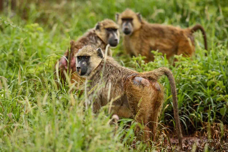 Gruppo di babbuini assalta scuola femminile in Kenya